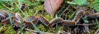 Illustration for article titled Here's A Weirdly Inspirational Story Of Caterpillar Torture